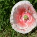 coquelicot